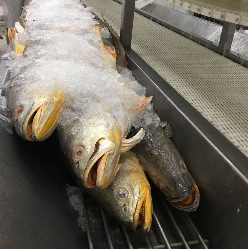 Yellow Weakfish